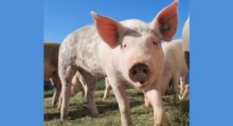 HSA input into Red Tractor's consultation helps to deliver improvements to pig standards feature image