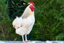 HSA grant helps Sri Lankan vet to learn more about poultry welfare feature image