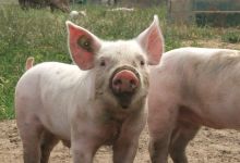 Welfare of Pigs at Slaughter feature image