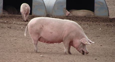 HSA commits to new research and development to improve the welfare of pigs at slaughter feature image