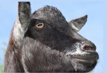 HSA materials and guidance referenced in the Animal Welfare Committee’s report Opinion on the welfare of goats at the time of killing feature image