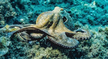 HSA Highlights Concerns Regarding Commercial Octopus Farming feature image
